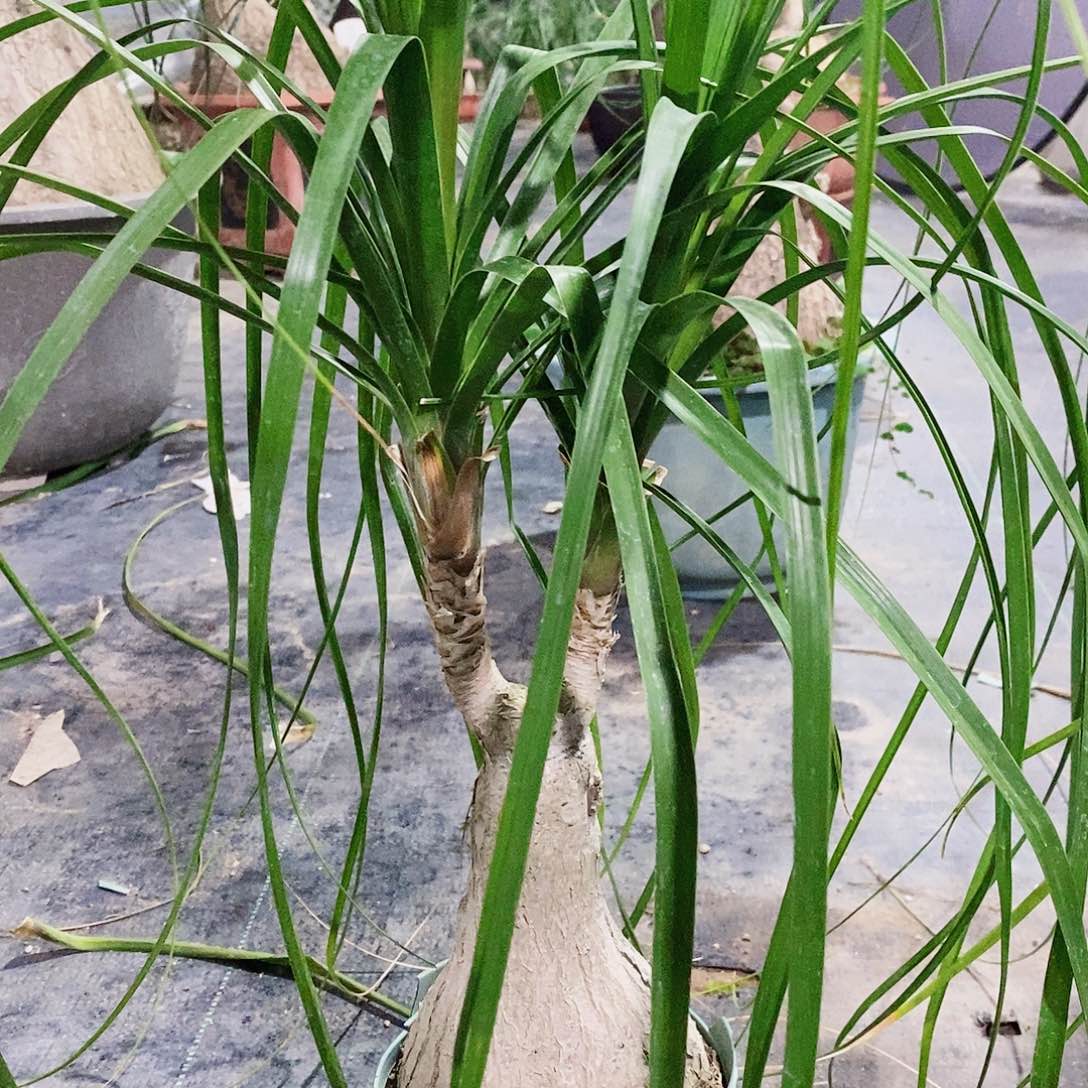 沉***道无花朵双头酒瓶兰