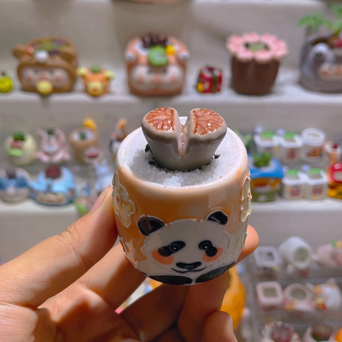 016岛田红窗菊带盆肉一套48