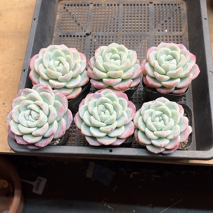 多肉植物，奶油冰玉6颗