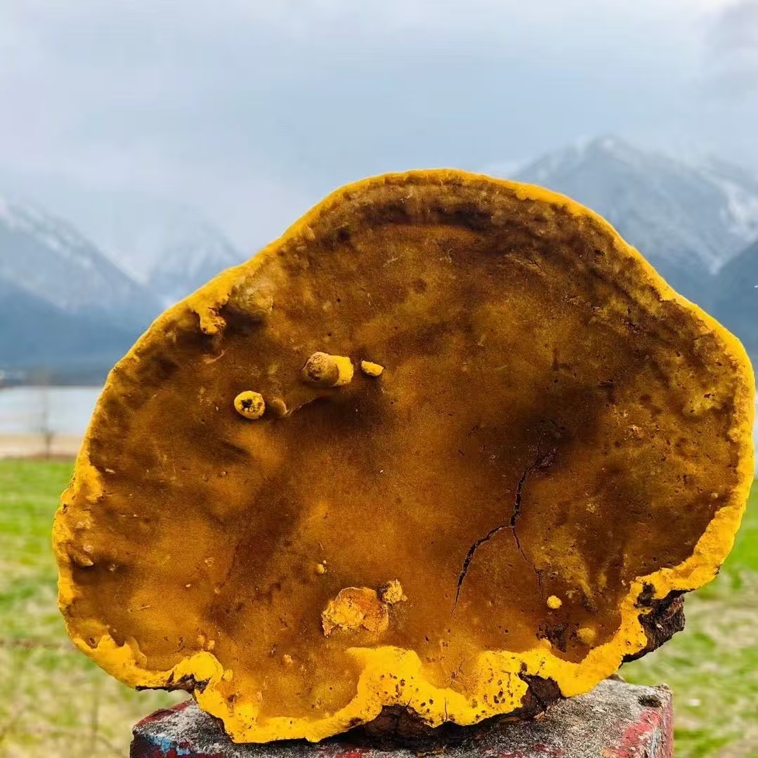 【西藏山货】西藏墨脱野生百年桑树桑黄 