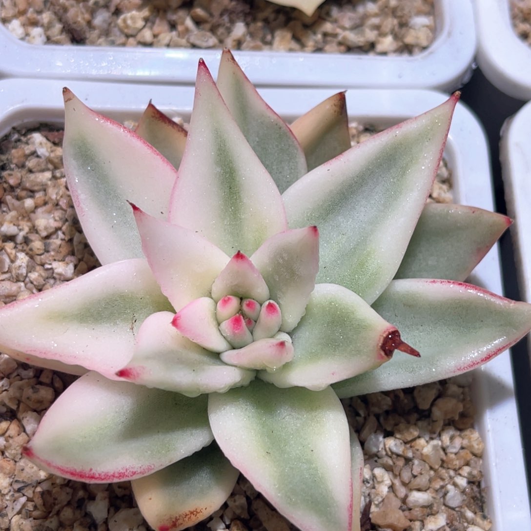 多肉特价高白瓷东云锦头盖