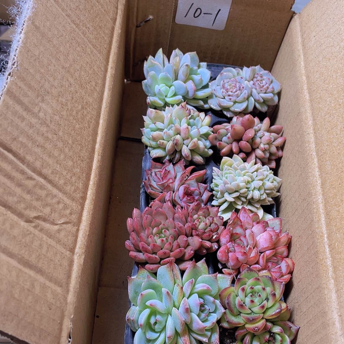 【闪购商品】10颗-1