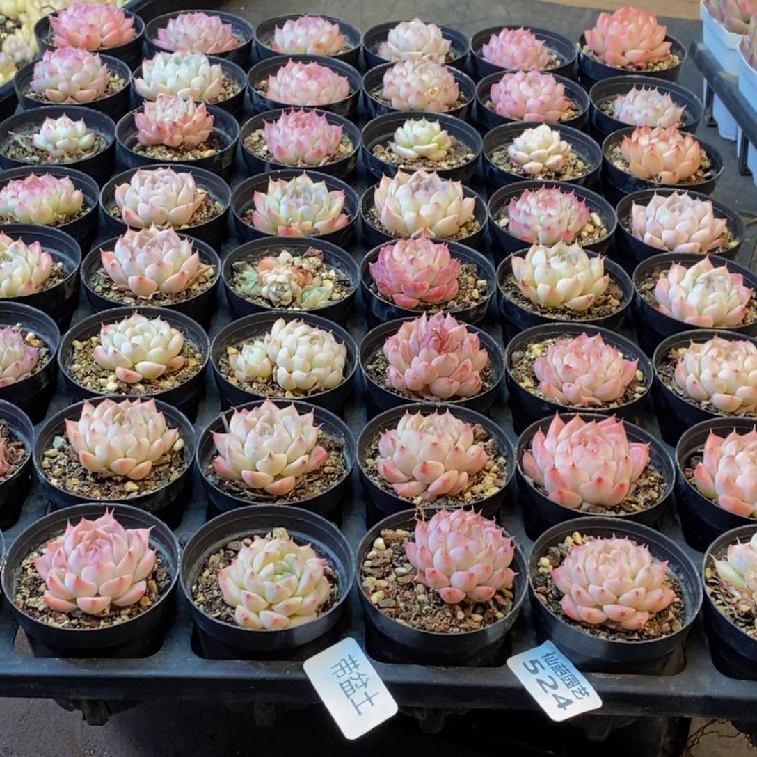 黑*子524多肉植物保护研究所所长助理