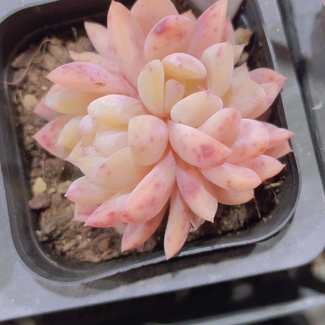 3头橙子w038一物一拍