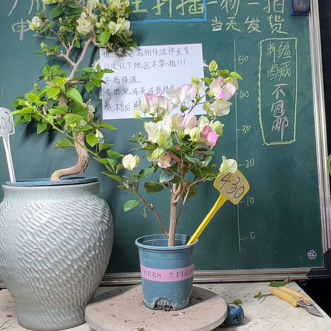 完全开放 超级玛丽 430