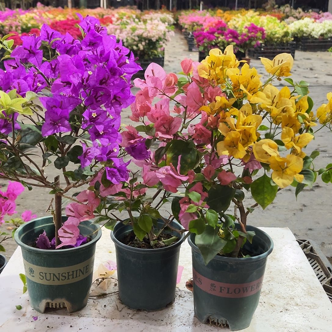 大部分花苞少量开放金龟紫，澄粉公主，金色光辉