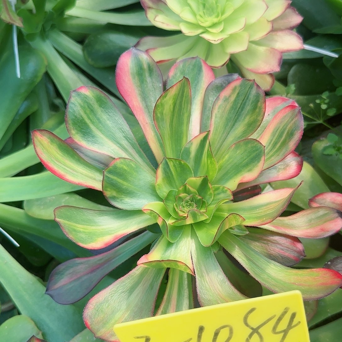 3-1084---无毒七彩多头