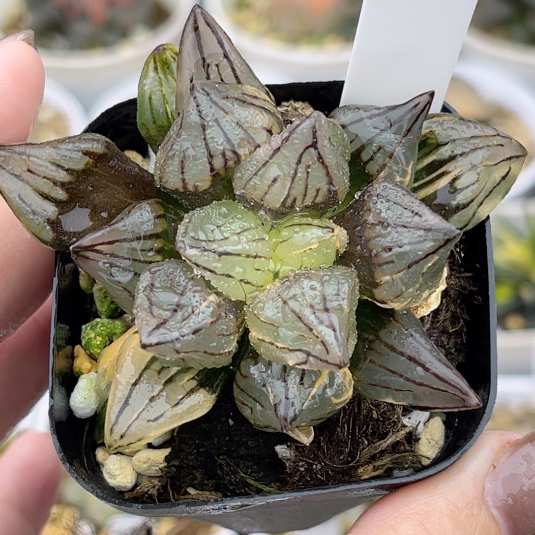 5西瓜寿锦福利专场