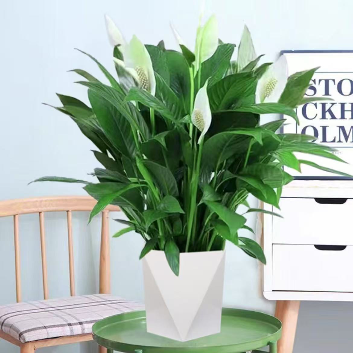 白掌盆栽易活一帆风顺水培植物办公室内花卉绿植红水养四季开花3