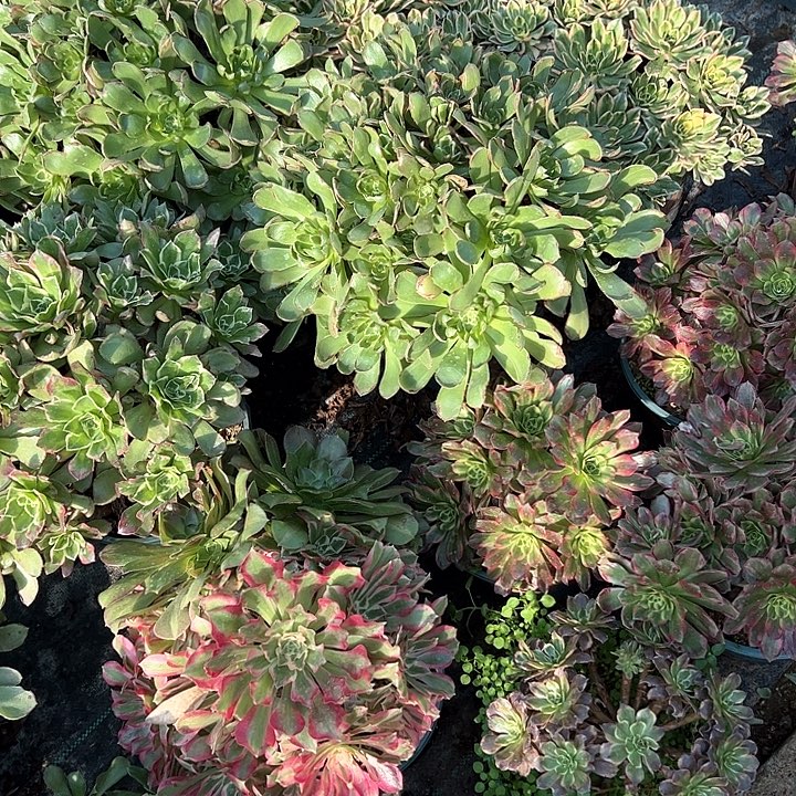 戒***白海王四颗多肉植物