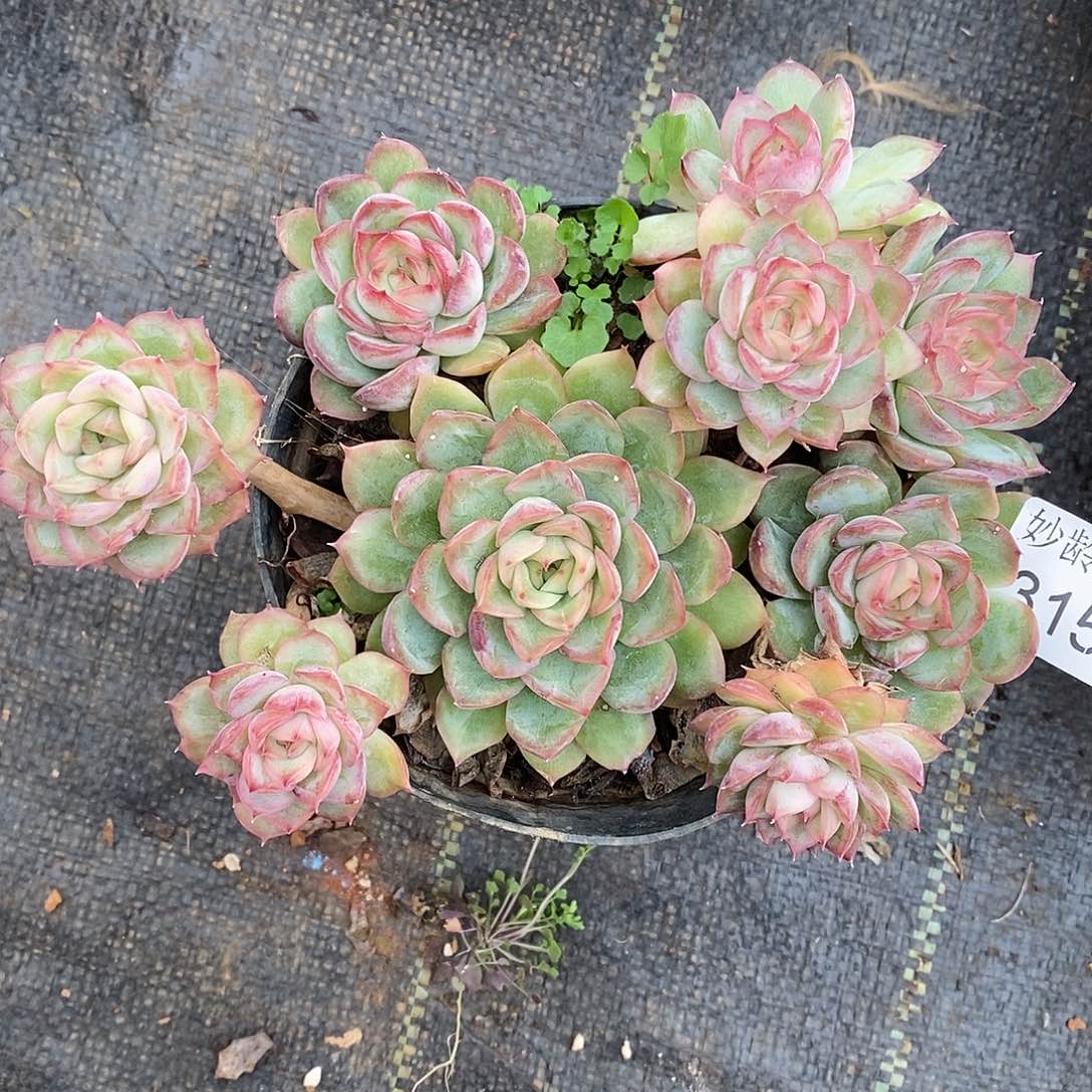 夏****3151掉头不售后～14厘米