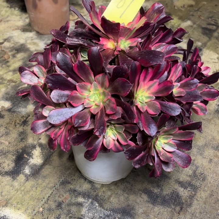 1美杜莎多肉一物一拍