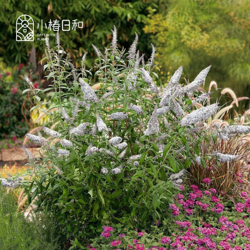 小椿日和  醉鱼草-白色激情蝴蝶系列多年生灌木 盆栽耐热耐寒庭院