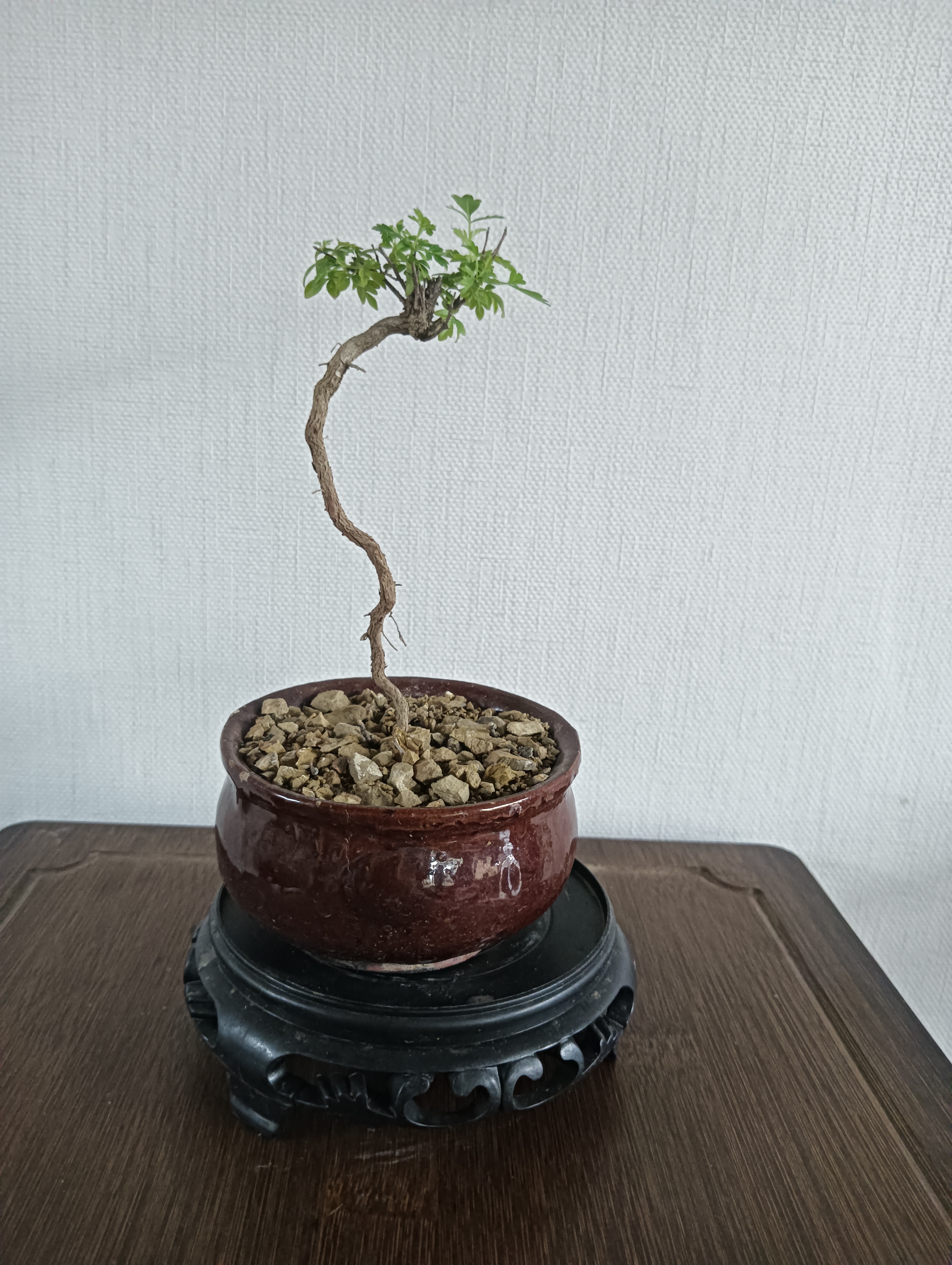 黄荆盆景室内外皆可养易活还开紫色花美观实用
