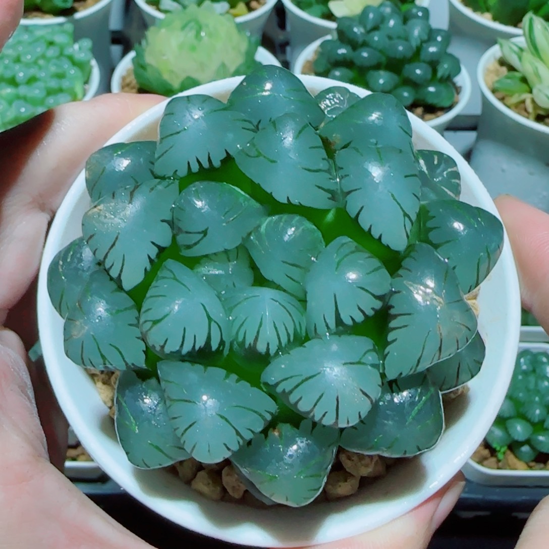 巨大化冰灯多肉植物