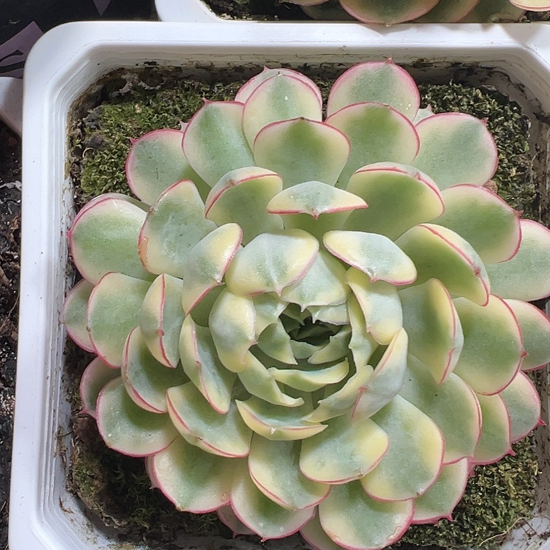 梦幻玫瑰锦满38包邮