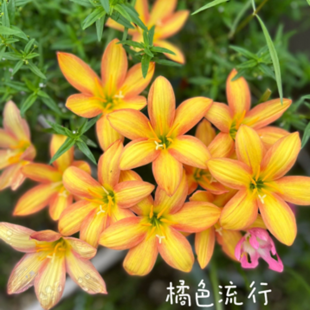 风雨兰橘色流行爆花品种