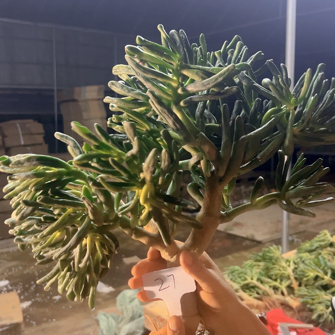 27号吸财树好养活