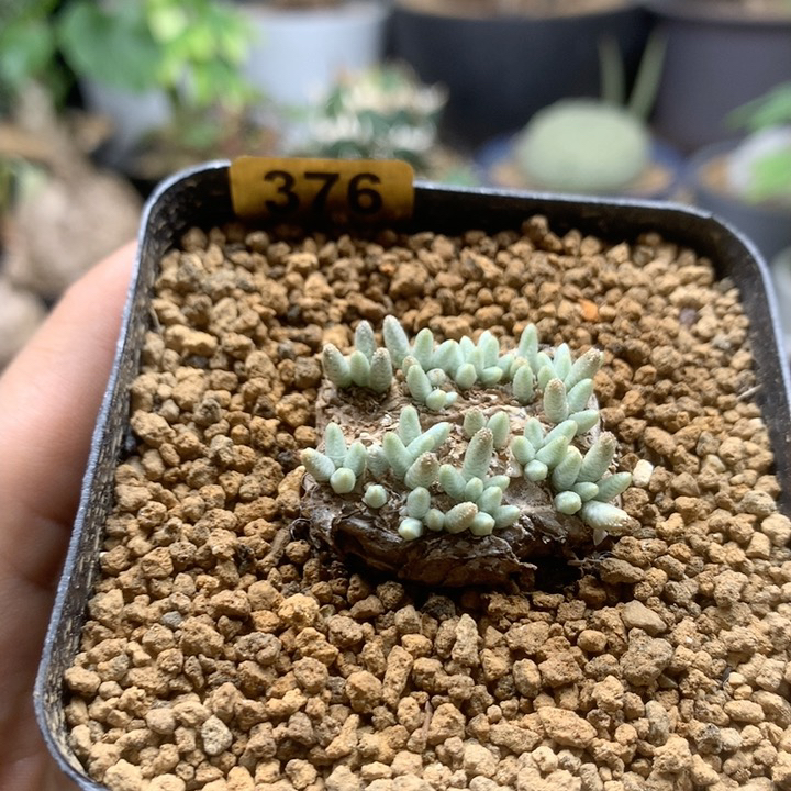 红花韧锦带盆2.9cm376号