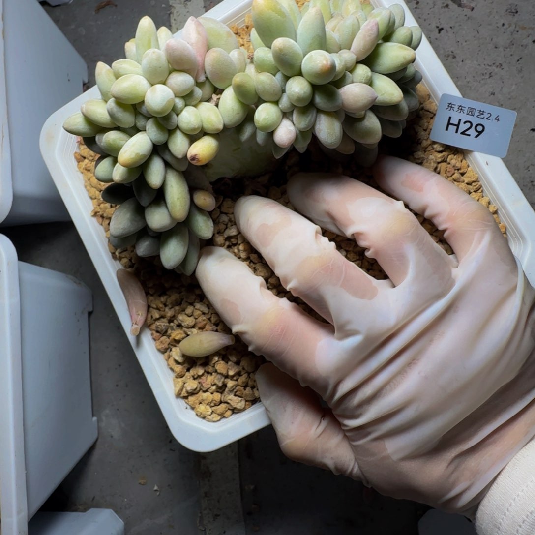 h h h h h h h h 29