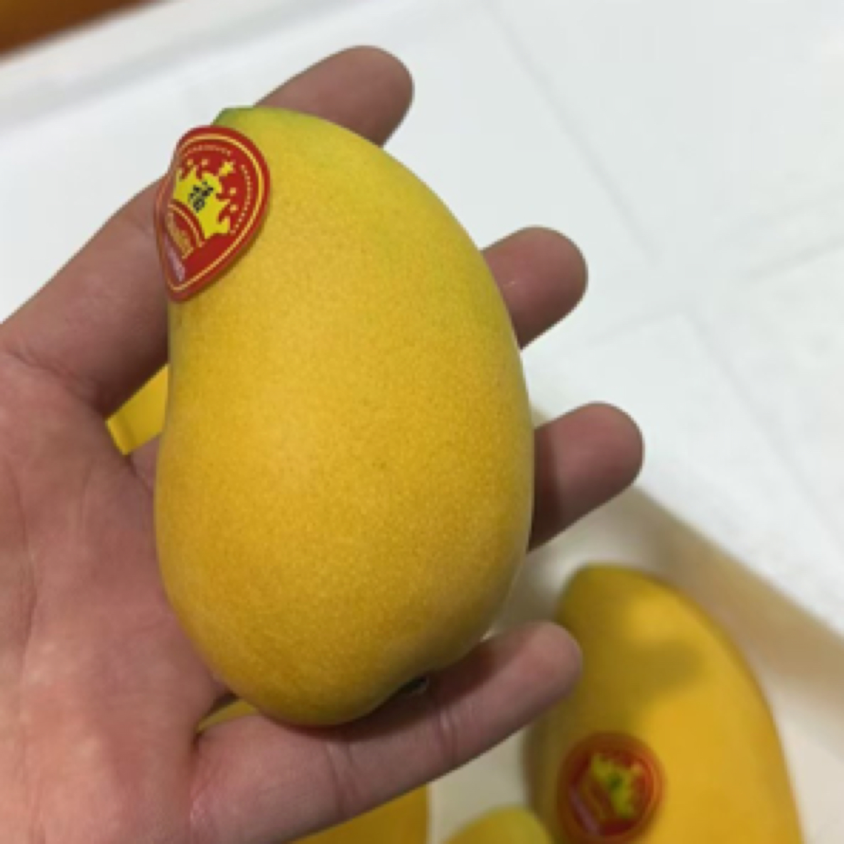 【小台芒】海南省