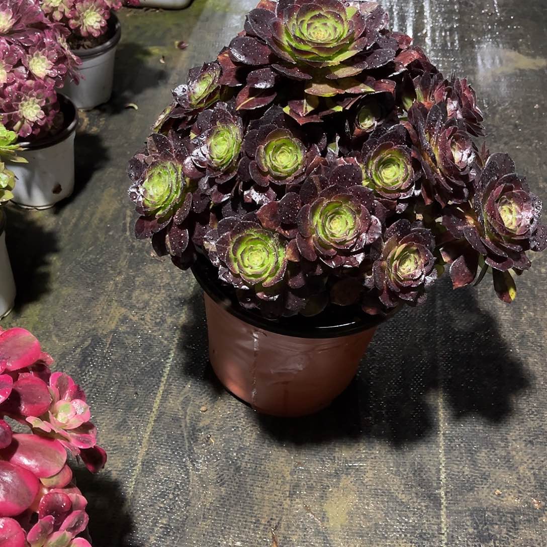 黑骑士法师漂亮漂亮