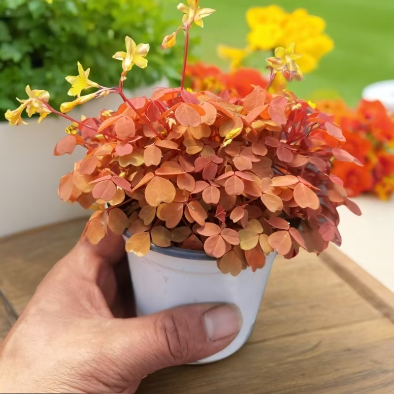 新款黄花小红枫熔岩酢浆草室内变色观叶植物花卉盆栽四季不落叶