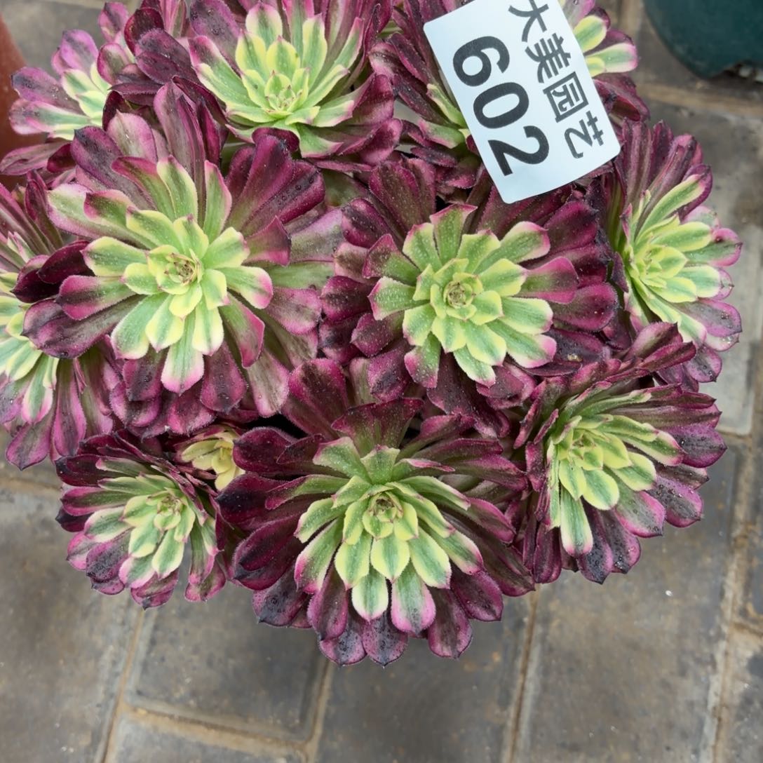 欢***喜辉煌丛林朵朵602肉肉肉