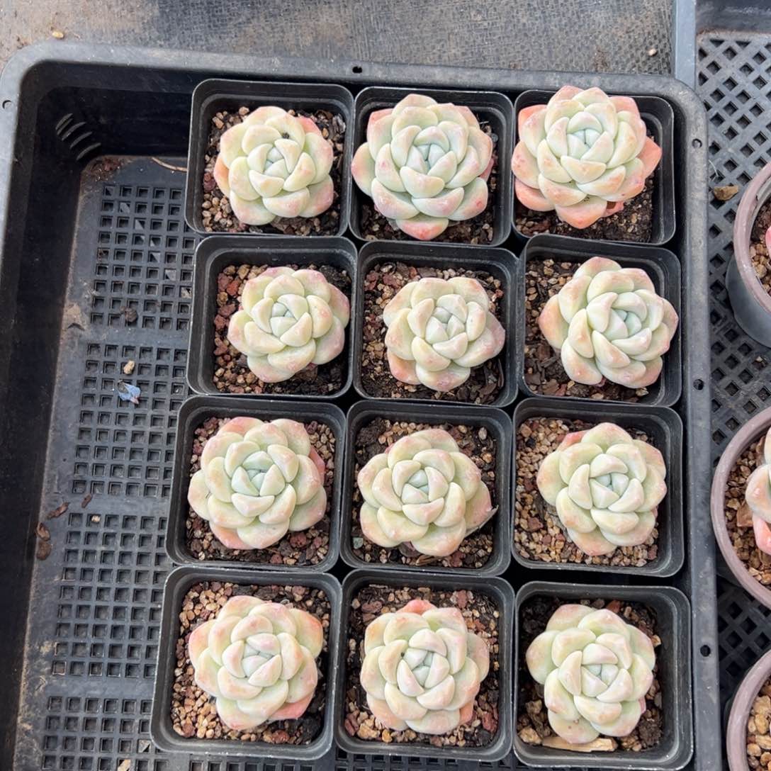 12个冰玉00000000000000