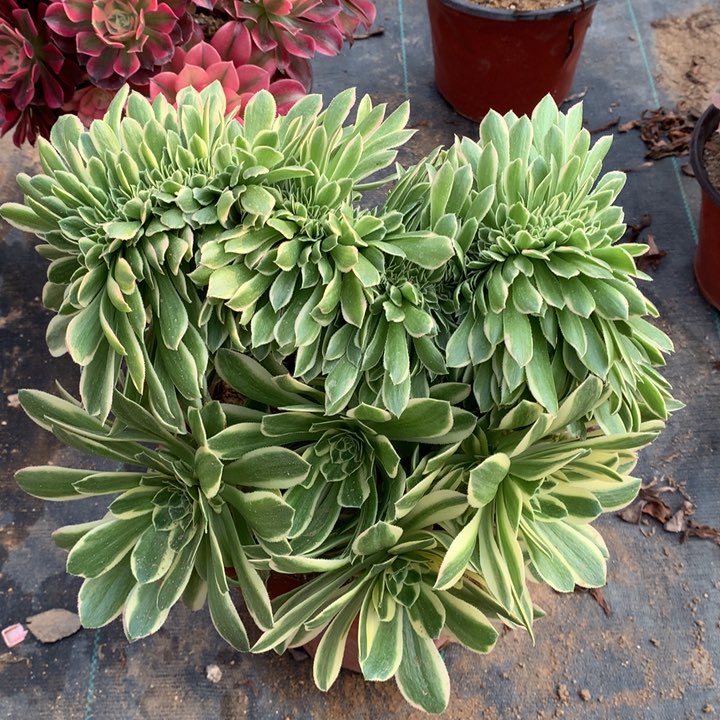 艳凝缀老桩多肉植物