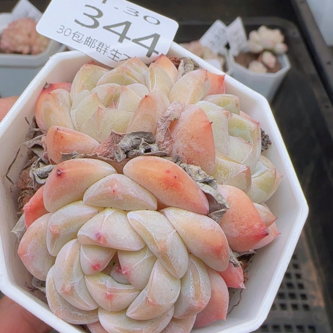 太妃糖三头老桩一颗