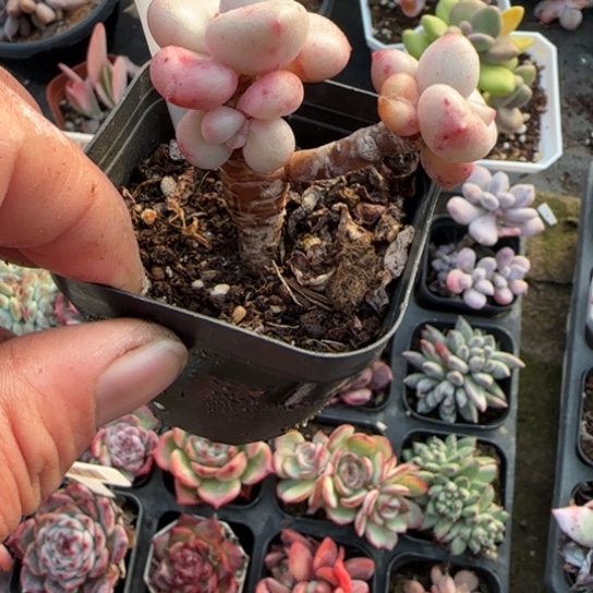 101比尔盖茨多肉植物多