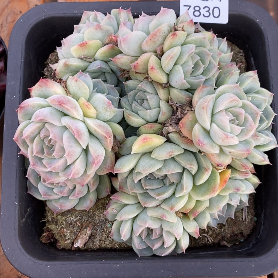 如***令杂交精品多肉7830~15厘米