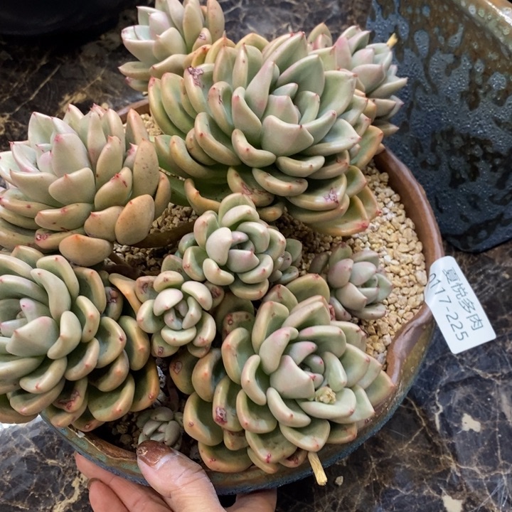 夏悦多肉0117-225奶油鳄梨