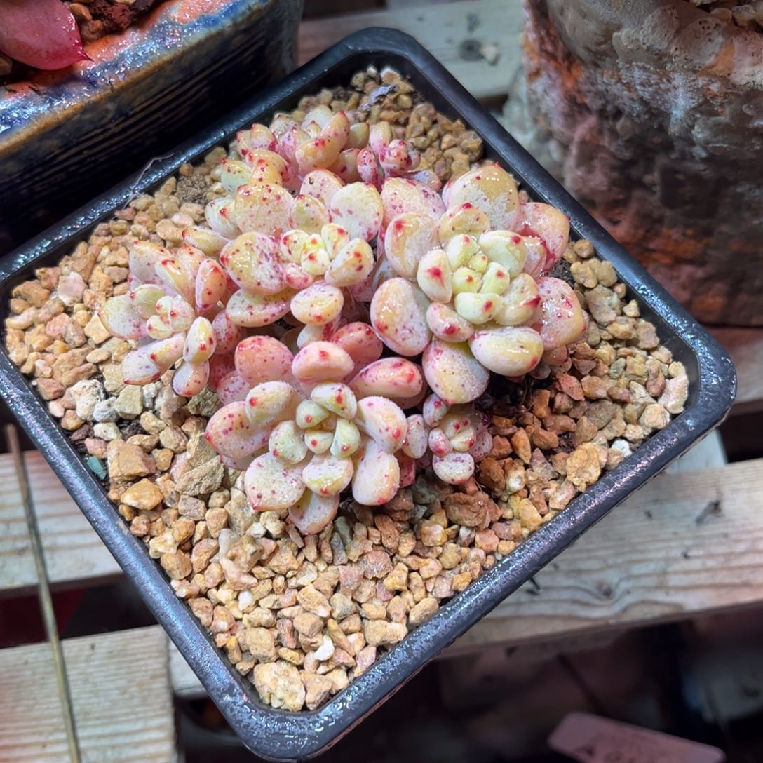 杂交duicegenvlvnvlvlvj