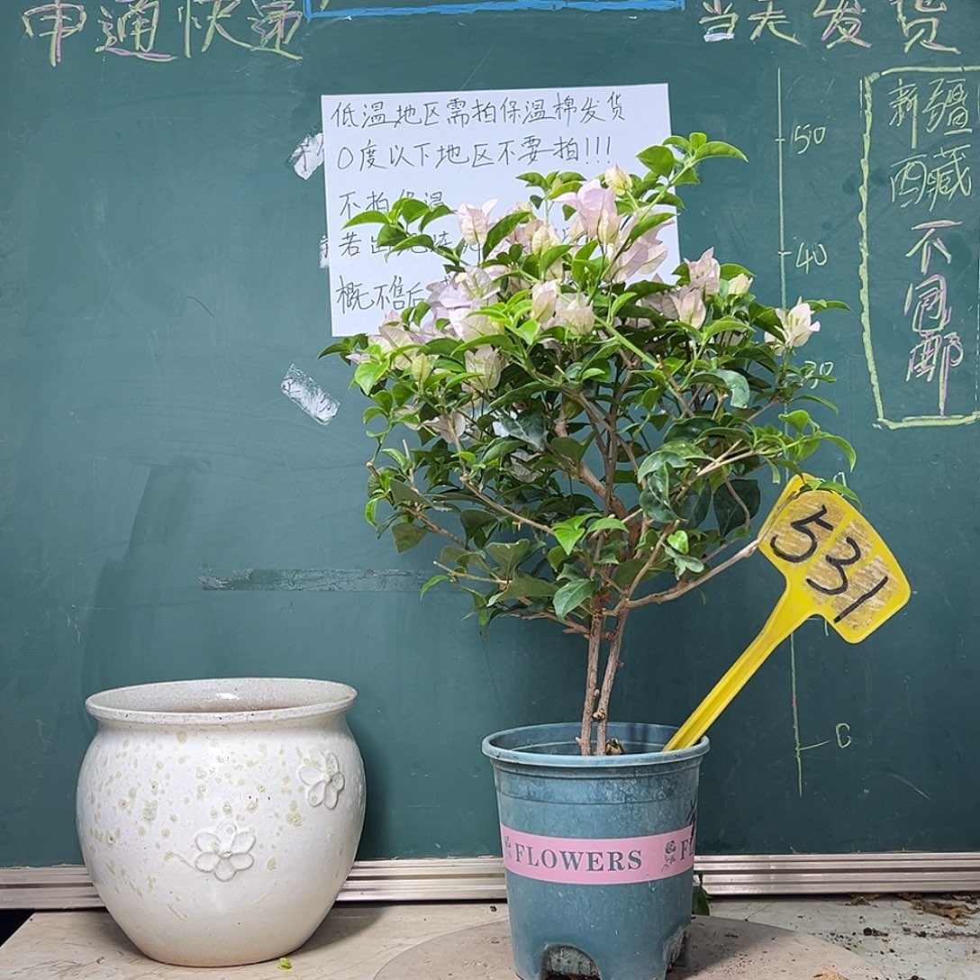 完全开放苹果花 531