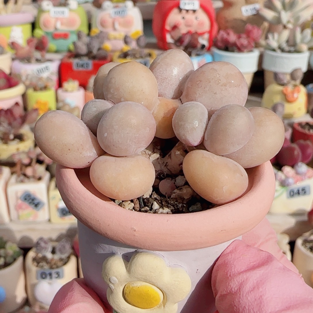 ****仔三头蛋黄奶 盆口3cm