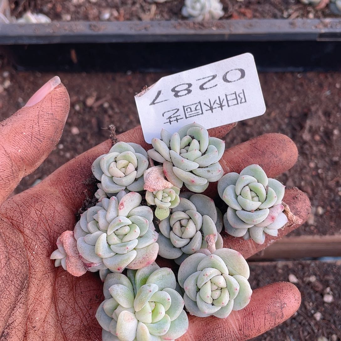 多肉植物多肉植物287