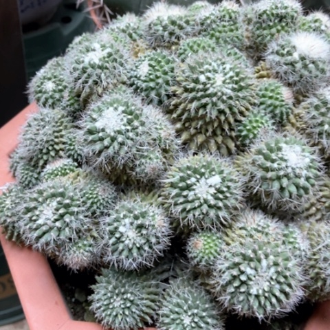 超大余温仙人球50米仙人球