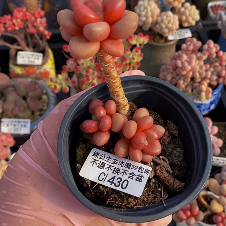 先锋派430多肉植物