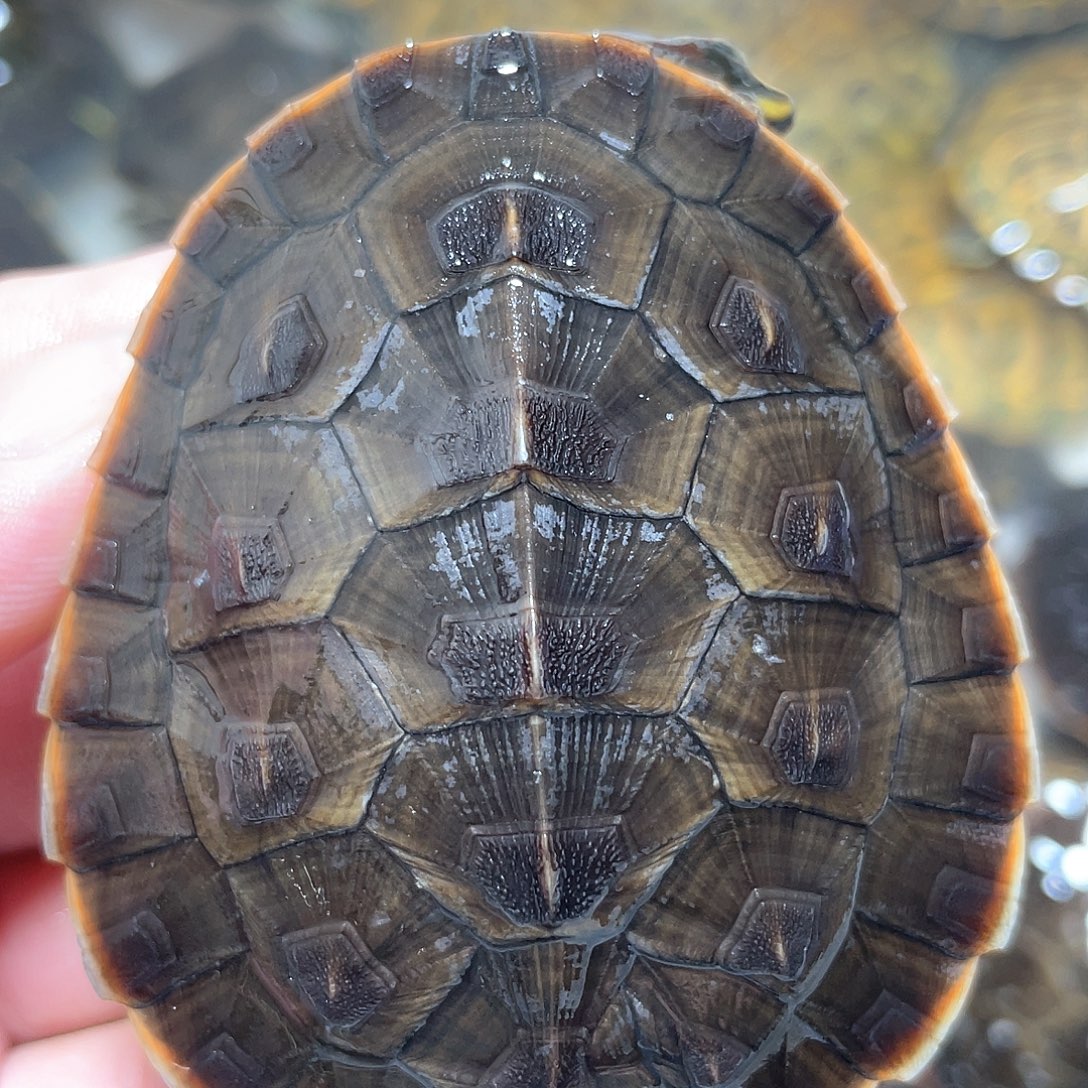 宠物龟不分公母7.0