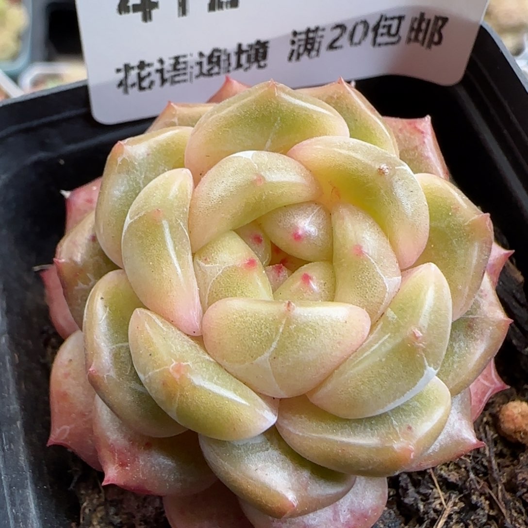 花语逸镜0125-412晴川