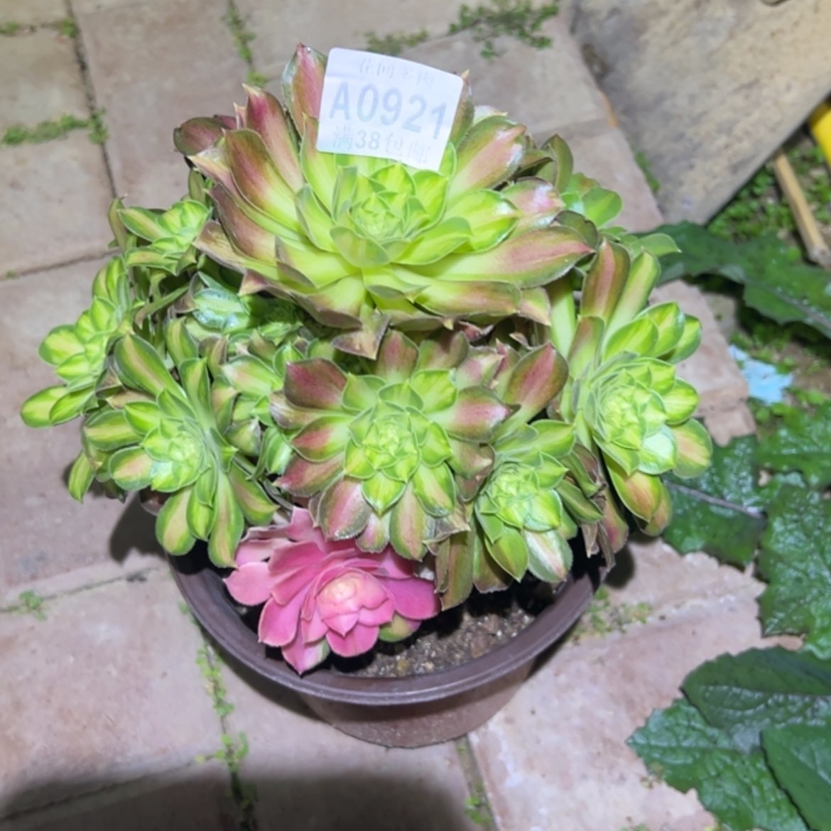 【闪购商品】用*921韶华多肉