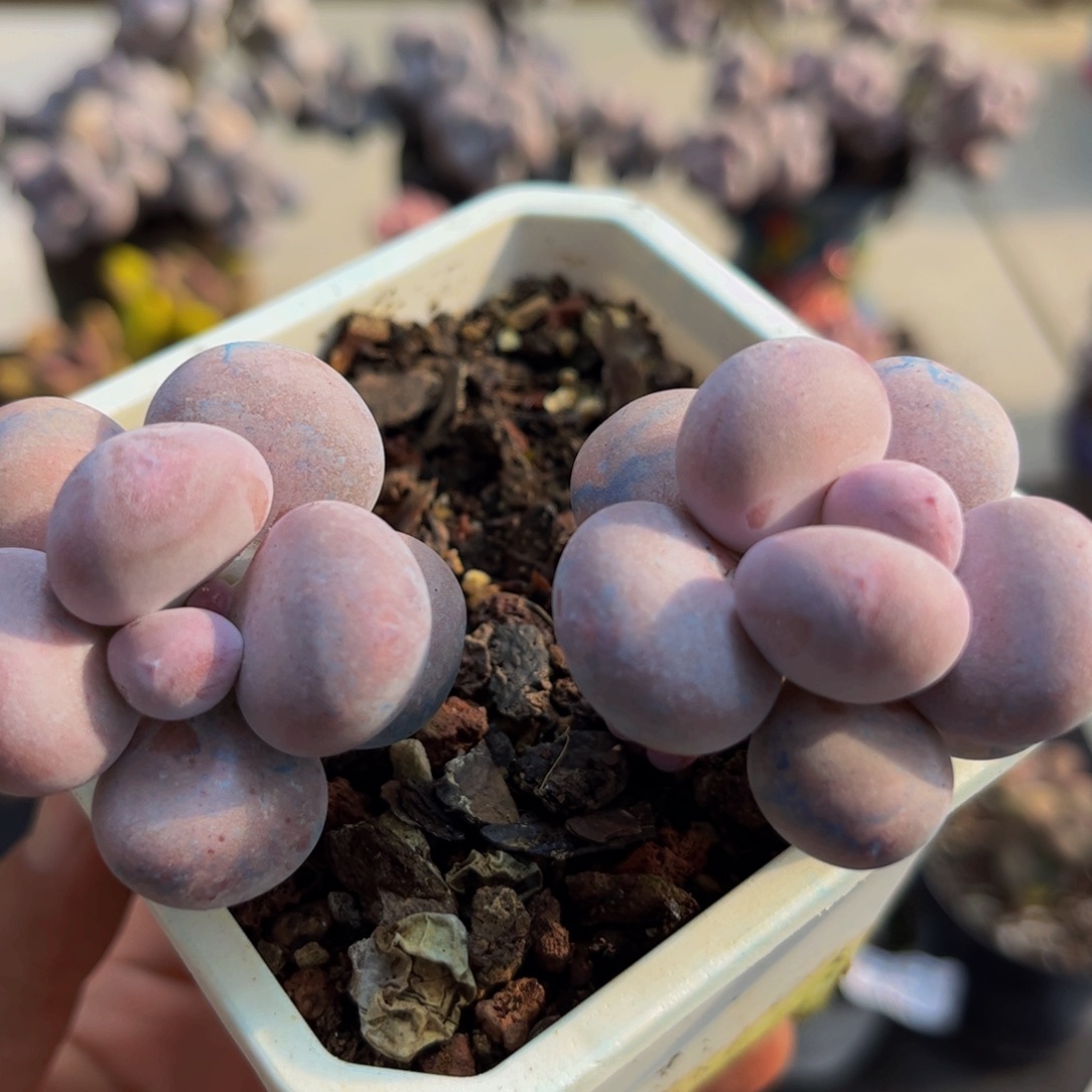 891/6cm蛋黄奶多肉植物