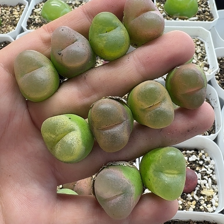 老马生石花彩毛2102