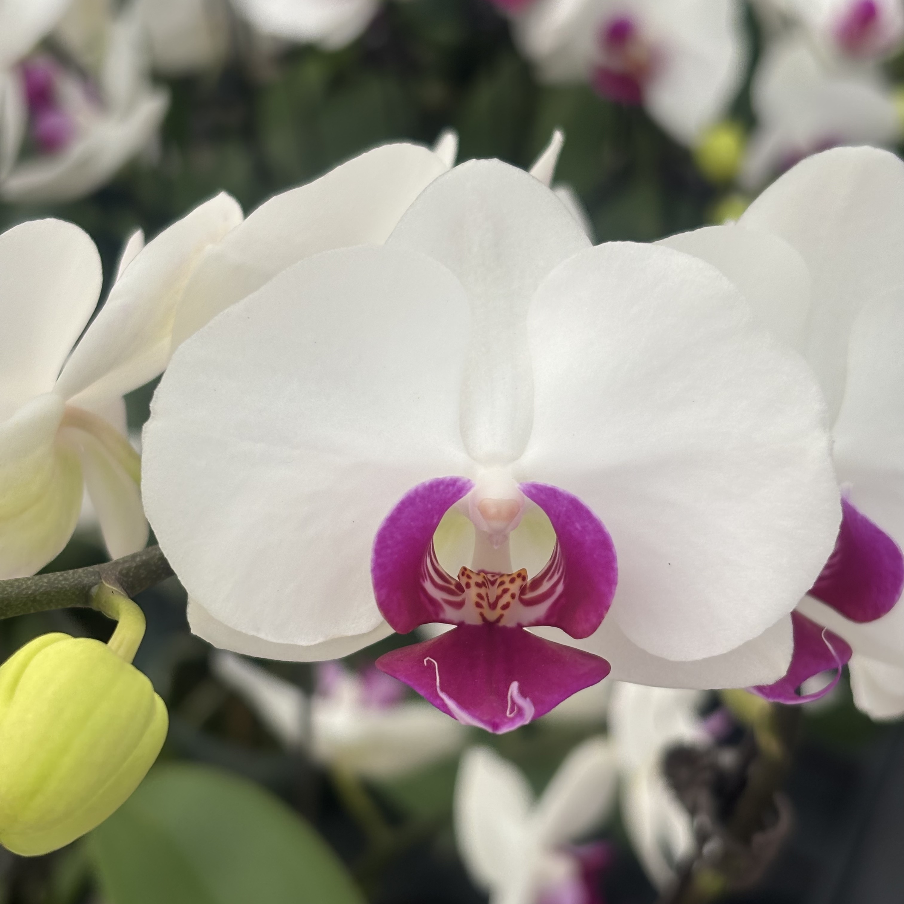 蝴蝶兰【雪*玉】带花，带花剑，四季开花室内好养鲜花