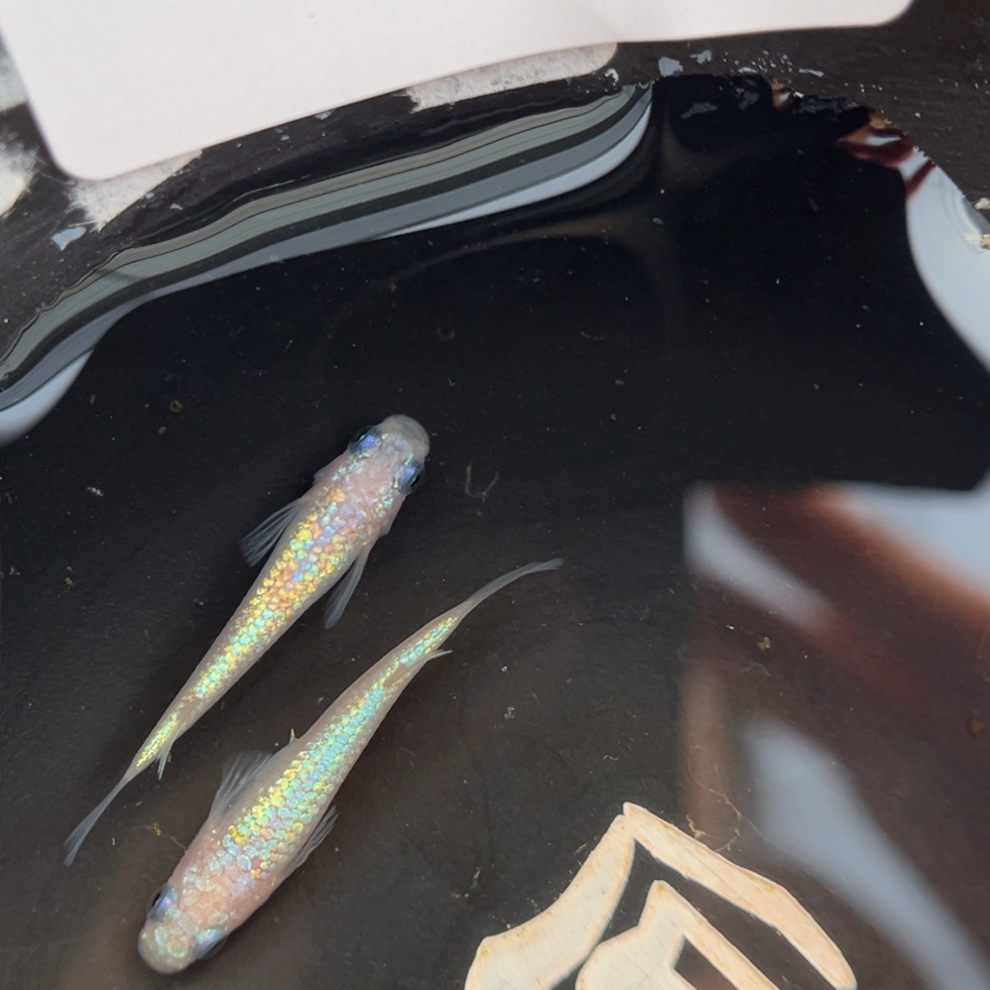 青鳉鱼206粉海王星一对