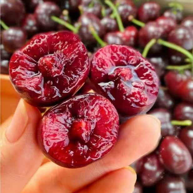 【特惠小份尝鲜】海运智利车厘子2J～脆甜1000g/份桑提娜美早智利