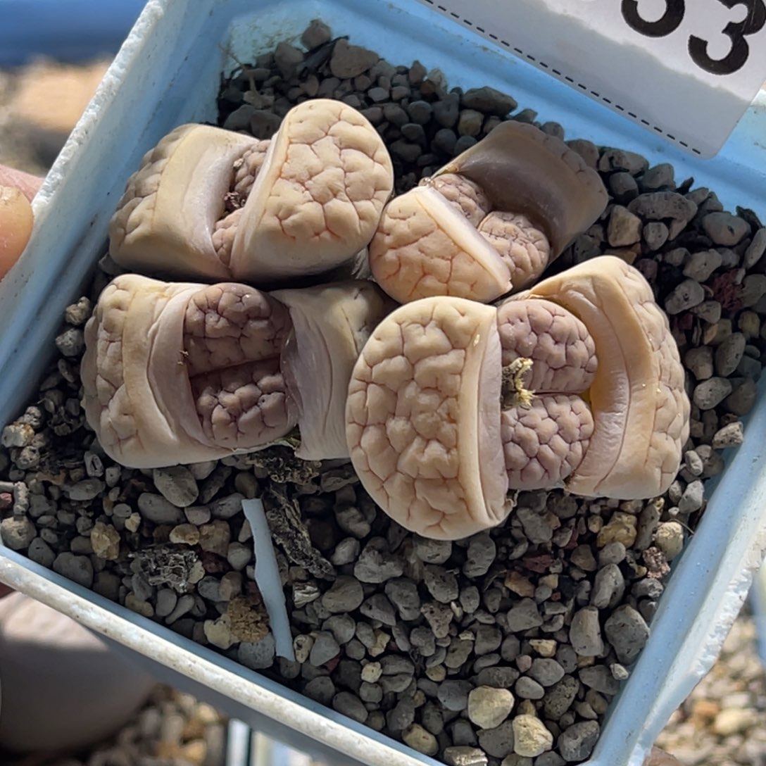 1553群生4头189凹凸