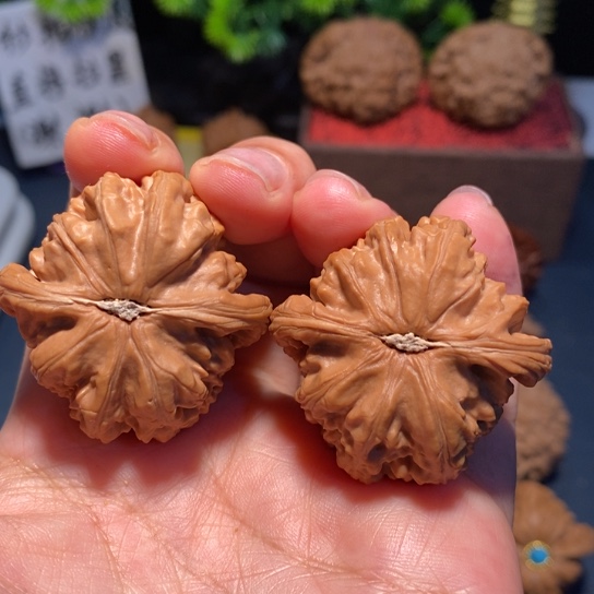 把件文玩核桃文玩白狮子9